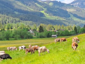 Botón de imagen sin clasificar, 5 de 51