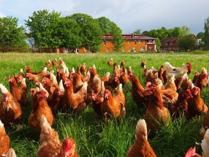 Unclassified image, 2 of 24, button - Apartment yellow - holidays on the organic farm (Schwerin)