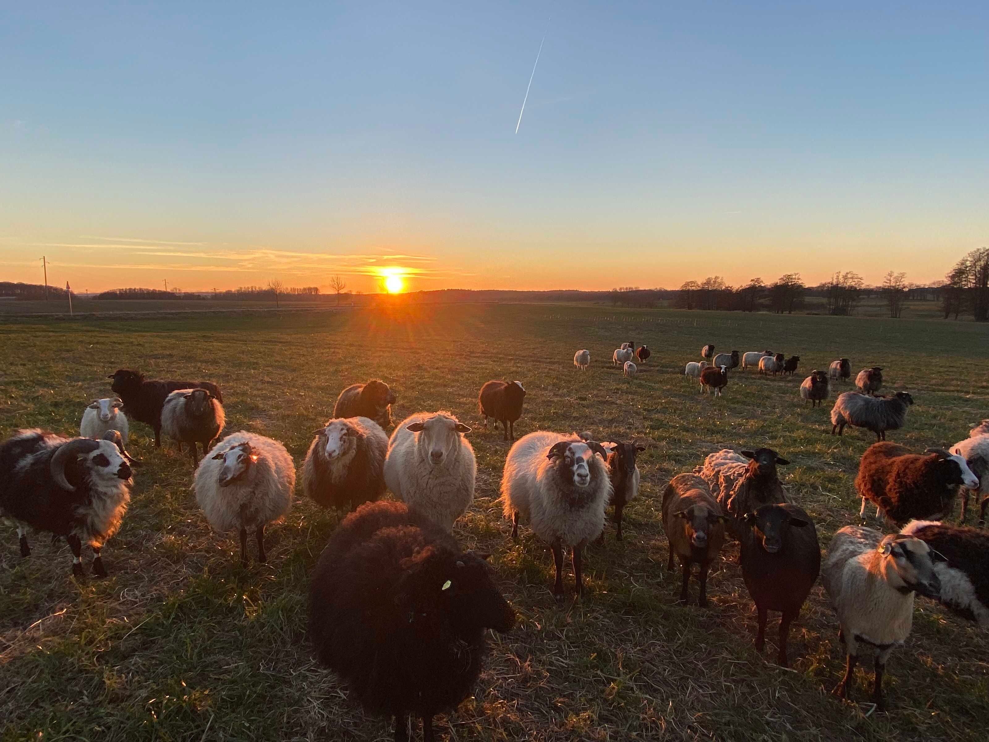 A field with sheep at sunset.