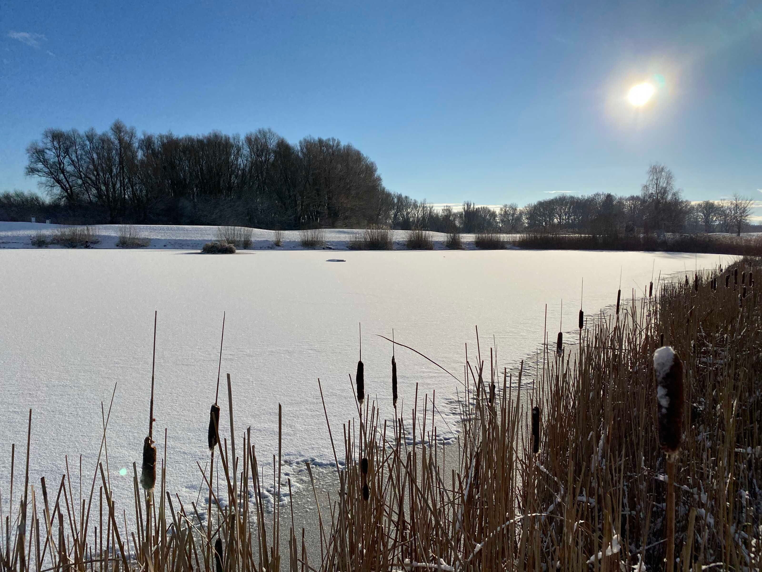 Ein gefrorener See mit Seggen im Vordergrund und Bäumen im Hintergrund.