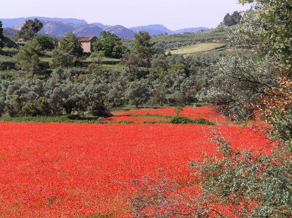 未分類的圖片,第 1 張,共 49 張,按鈕