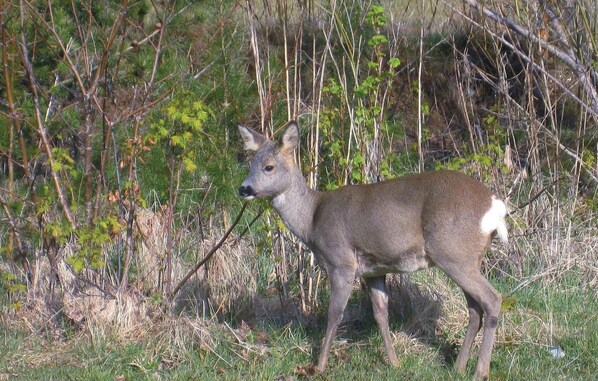 A deer in a natural setting with dense vegetation and trees. - Gorgeous home in Strandby with kitchen (Strandby)