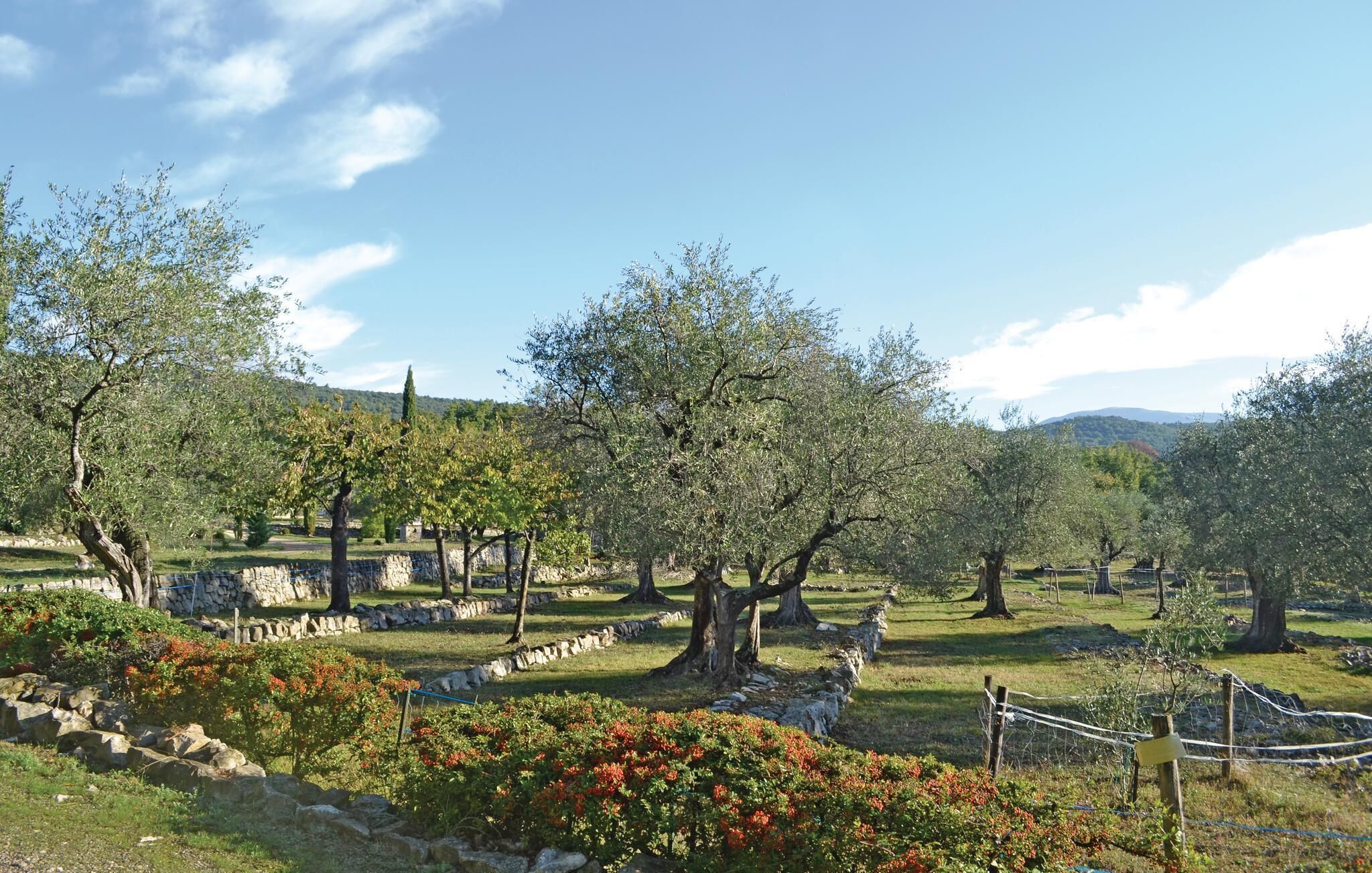 Ein angelegter Garten mit Olivenbäumen, Steinmauern und blauem Himmel.