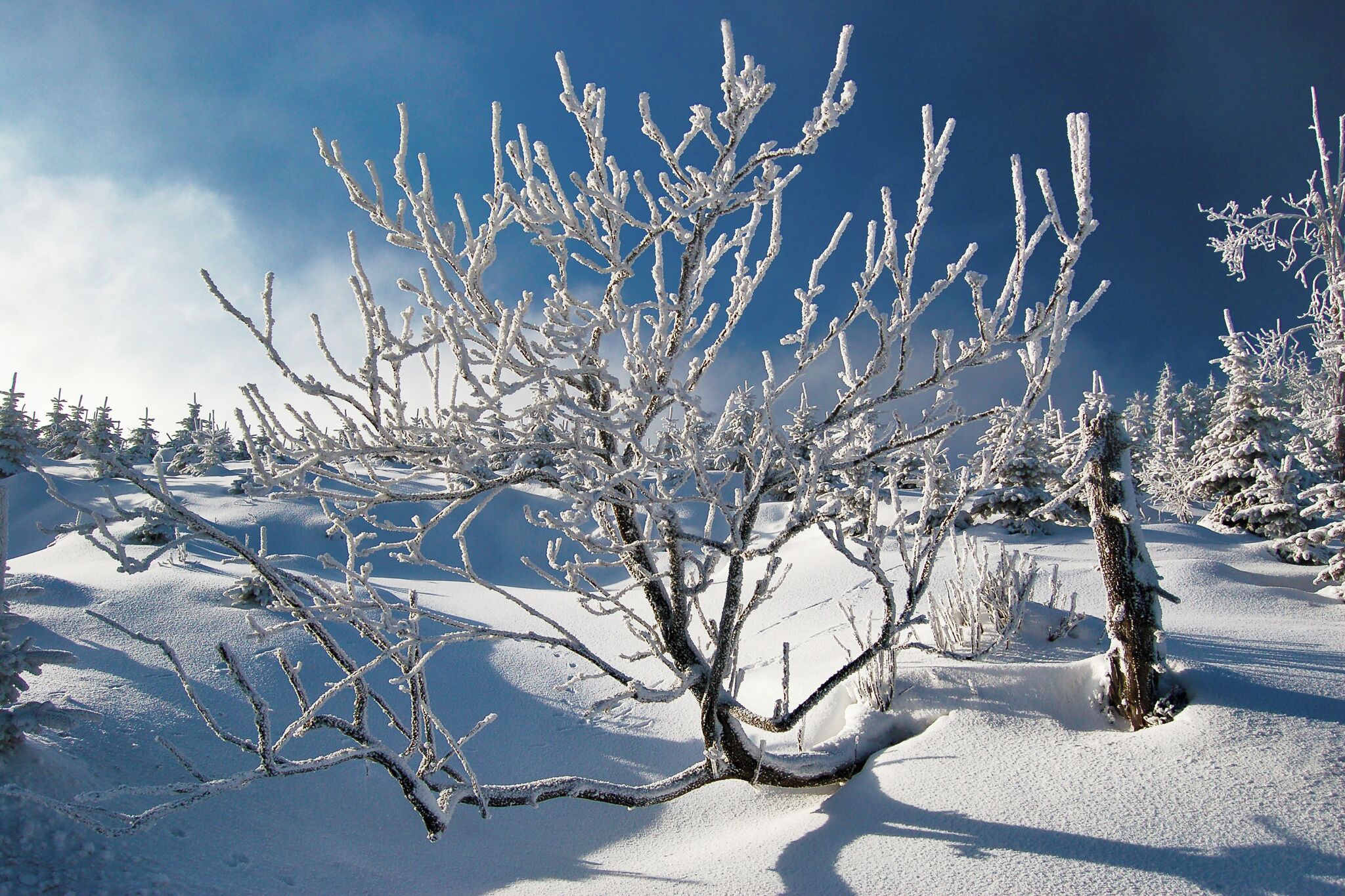 Un paysage enneigé, avec des arbres sans feuilles et un ciel dégagé.