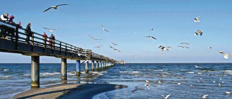 A pier extending into the water with people walking on it and seagulls flying around.