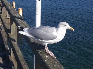 Unclassified image, 4 of 35, button