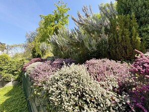 Um jardim com diversas plantas floridas e árvores.