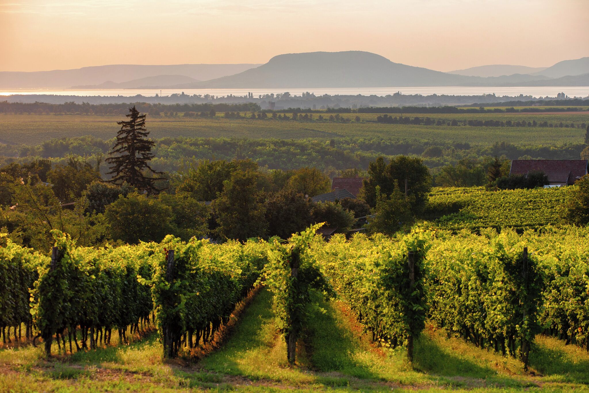 A vineyard with rows of grapevines and a distant mountain range.