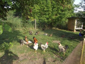 Unclassified image, 5 of 14, button - Meise - Family Pension & Apartments Lindenhof (Dargen)