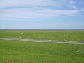 Un extenso campo verde con ovejas dispersas y cielo despejado.