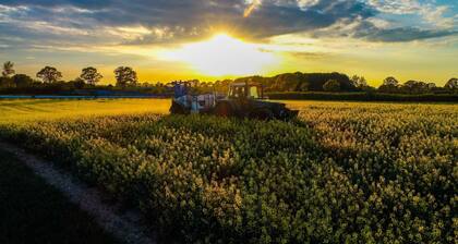 Lachmöwe, Fewo 3 Pers. - Ferienhof Kai Hansen