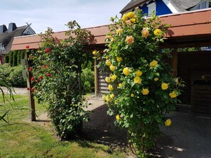 A garden with rose bushes and a wooden pergola.