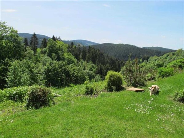 A dog in a grassy field with trees and hills in the background.