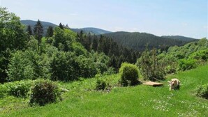 A dog in a grassy field with trees and hills in the background.