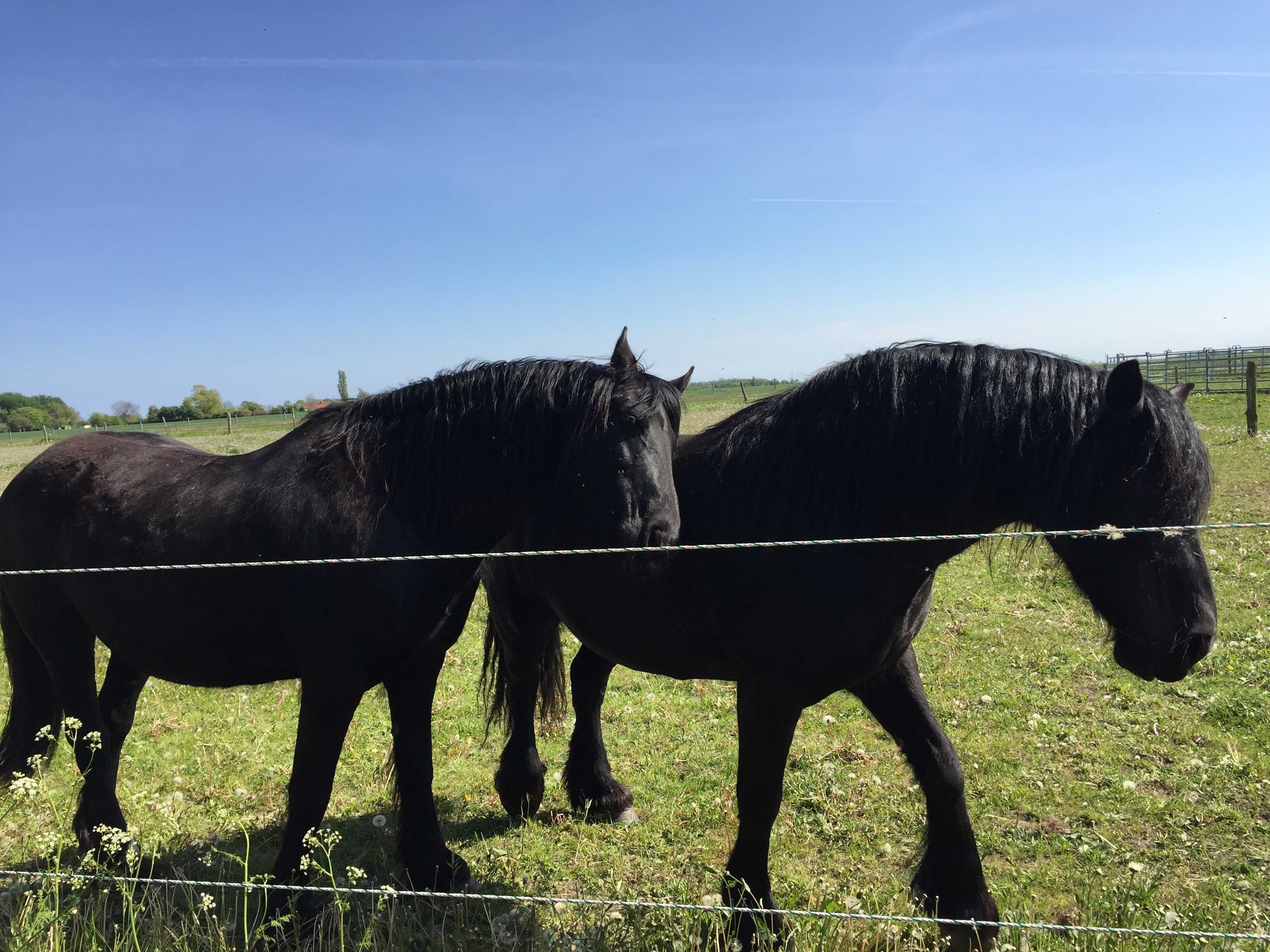 Two black horses standing in a grassy field with a barbed wire fence in the foreground.