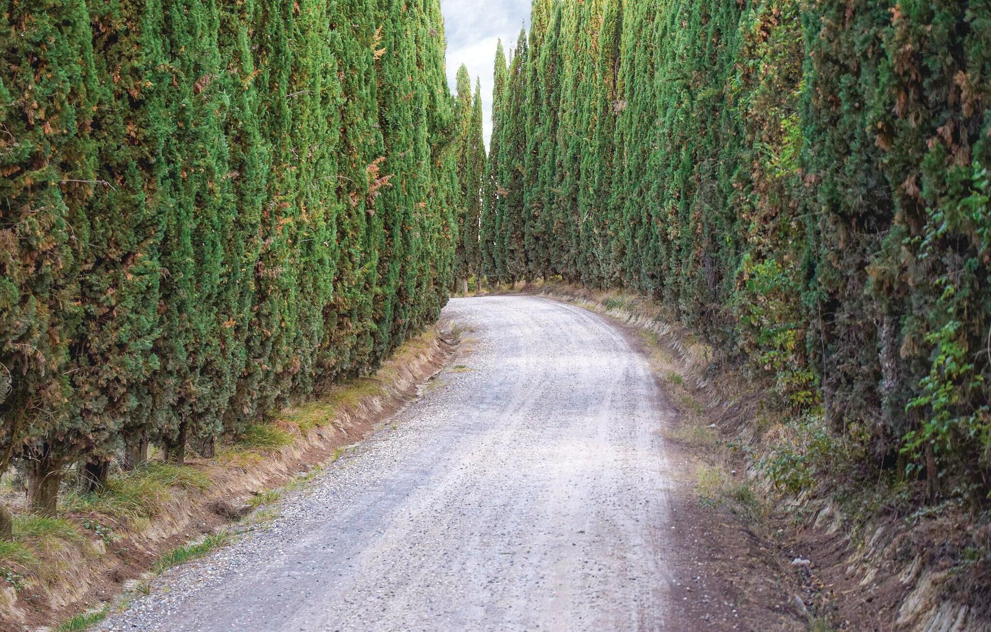 A gravel road flanked by dense evergreen trees.