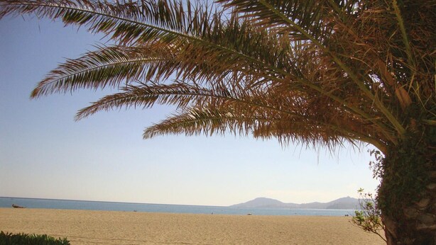 A beach with a palm tree in the foreground and a clear view of the sea and distant mountains. - Gorgeous apartment in Argeles sur Mer (Argeles sur Mer)