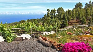 A vineyard with a wooden fence, a gravel path, and a variety of flowering plants. - El Topo, Puntagorda, Spain (Puntagorda)