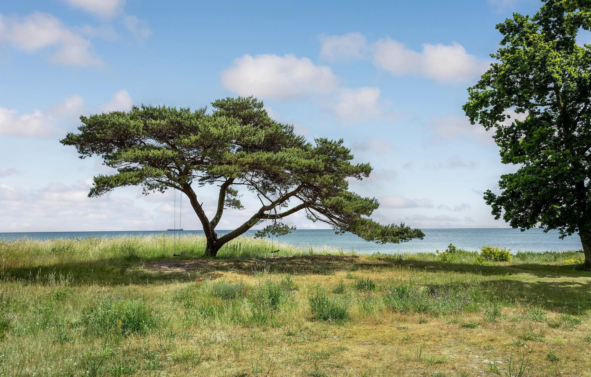 Un paisaje costero con un árbol destacado y una vista despejada del mar.