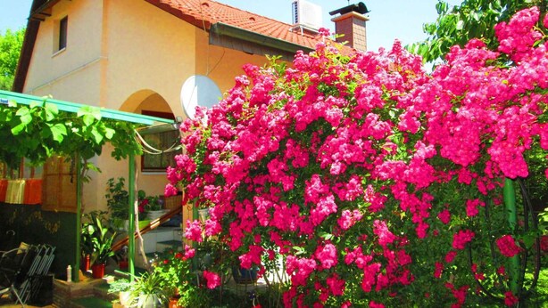 A house with a red roof, a satellite dish, and a garden with pink flowers. - Holiday home with terrace and barbecue (Balatonboglár)