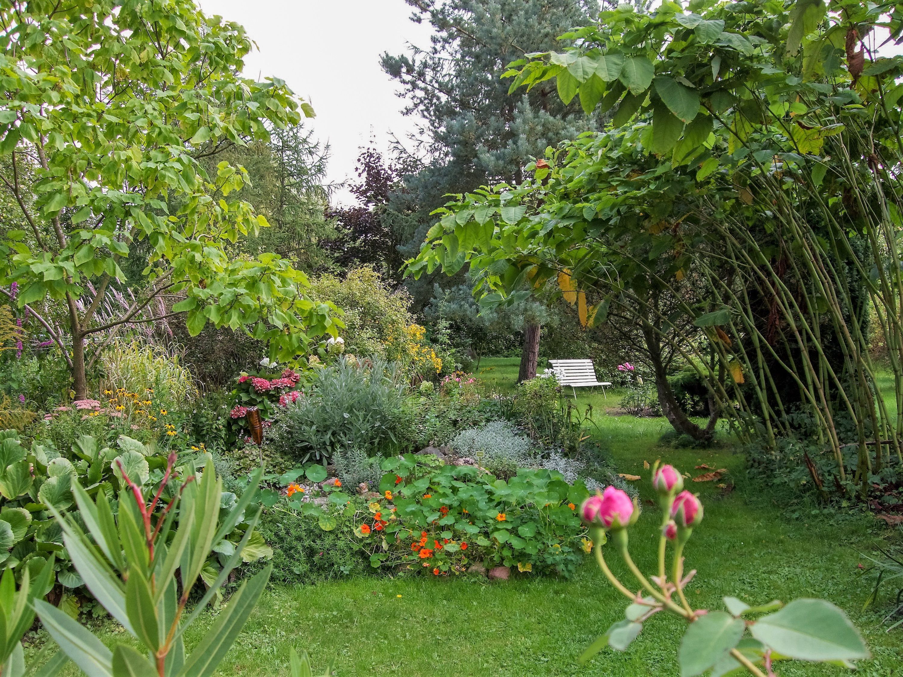 A garden with various plants and flowers, a bench, and a tree.
