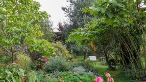 Ein Garten mit unterschiedlichen Pflanzen und Blumen, einer Bank und einem Baum.