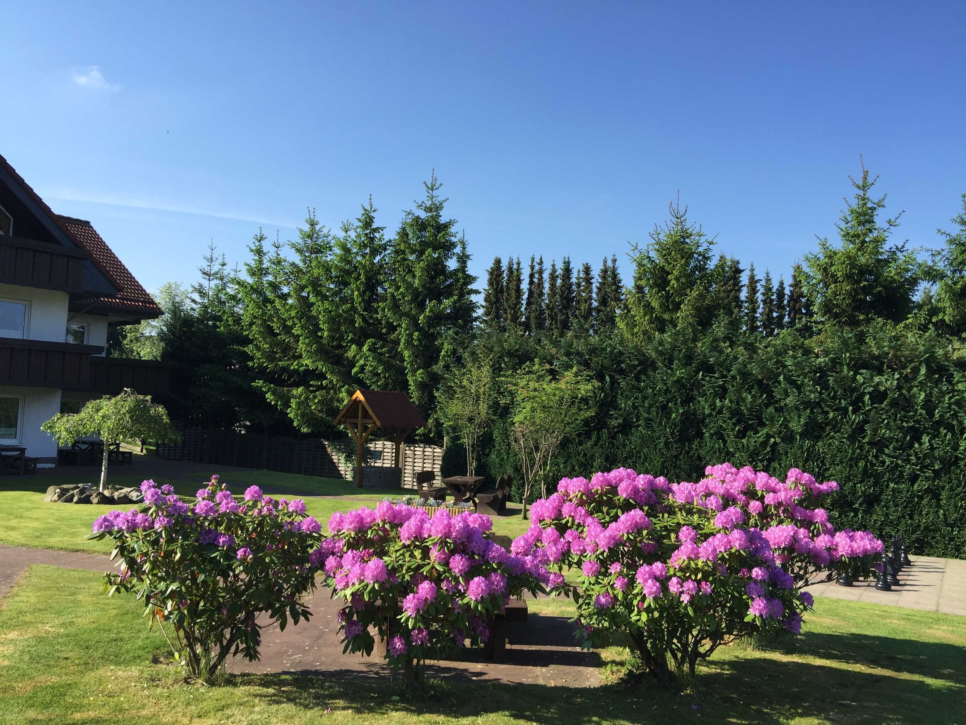 A residential area with a house, a wooden pergola, and a row of rhododendron trees.