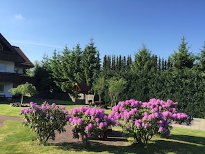 A residential area with a house, a wooden pergola, and a row of rhododendron trees. - Apartment 8 Dandelion - House Jasmin (Sankt Andreasberg)