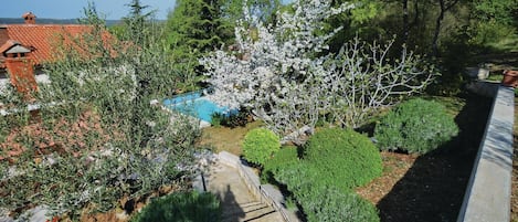 A garden with a swimming pool, various shrubs, and trees.