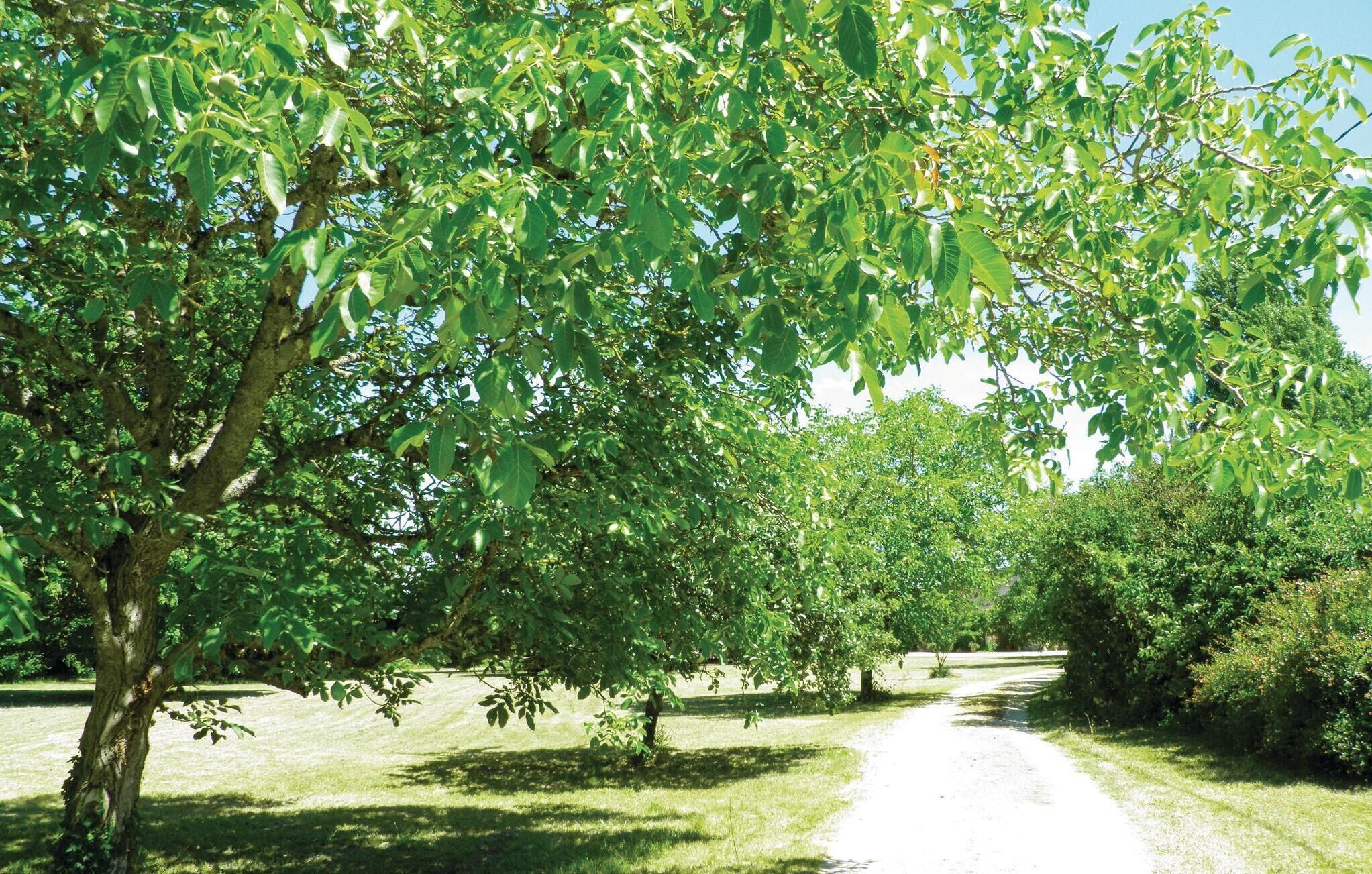 A pathway through a park with trees and grass.
