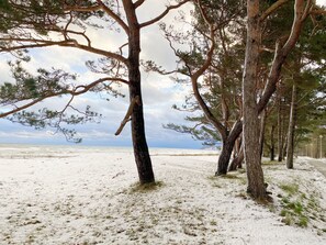 A beach scene with trees and a view of the ocean.