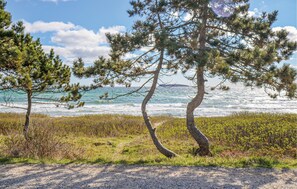En kustväg med tallar och utsikt över havet.