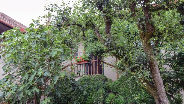 A garden with various potted plants and a large tree. - Große Ferienwohnung Sierndorf (Sierndorf)