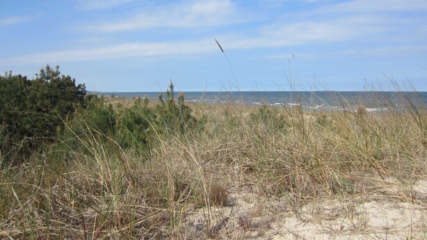 A coastal landscape with sandy dunes, sparse vegetation, and a clear sky. - Vacation home Lorenz - Apartment 1/EG (Mölschow)