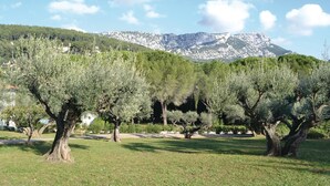 Un parc planté d’oliviers, avec une chaîne de montagnes en arrière-plan.