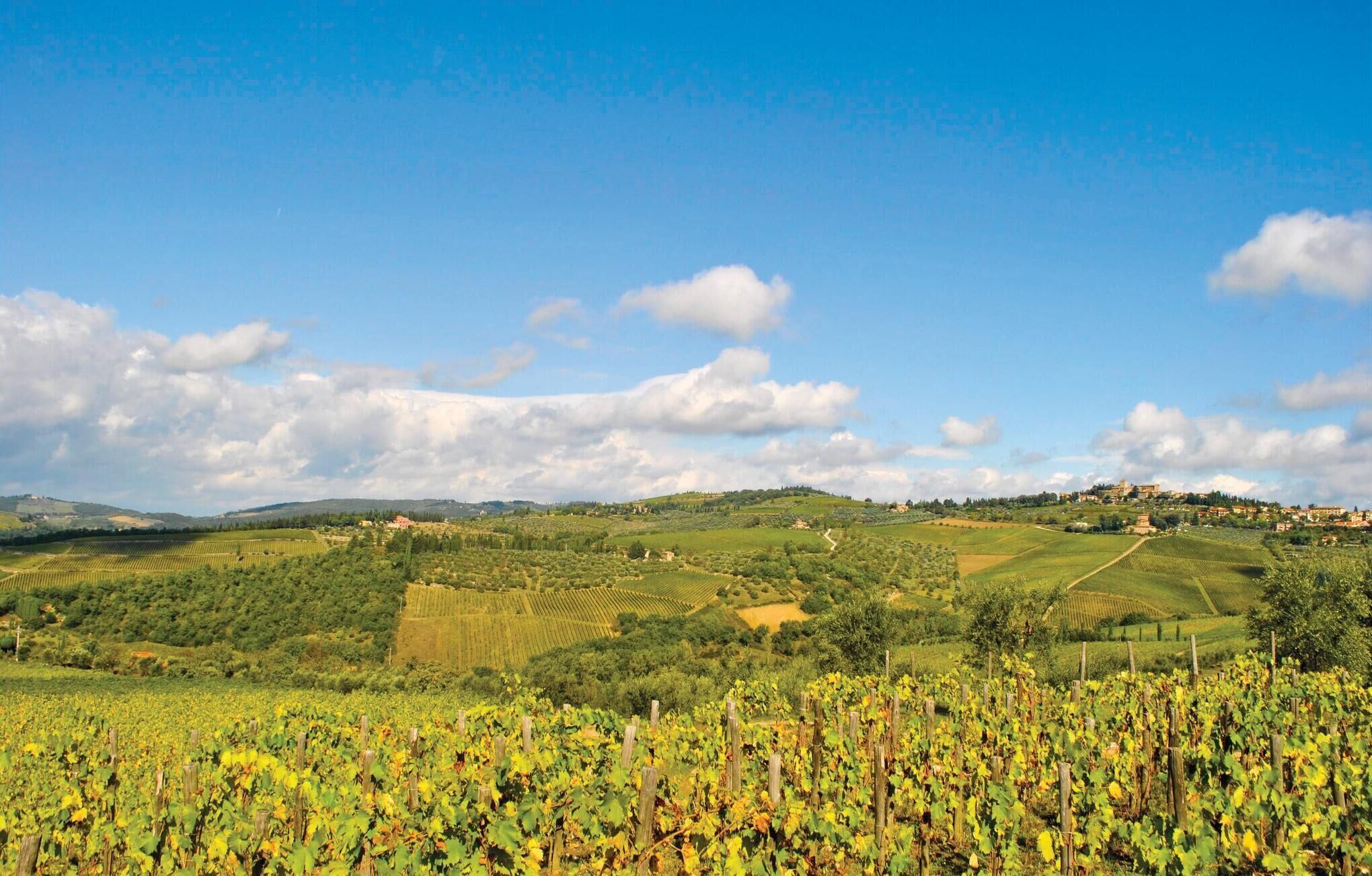 Weinlandschaft mit Rebenreihen und einer in der Ferne liegenden Stadt.