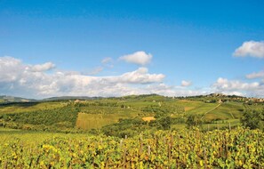 Un paysage de vignoble avec des rangées de vignes et une ville qui se dessine à l'horizon.