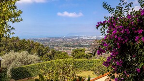 Ein Weinberg mit Blick auf eine Stadt in der Ferne.