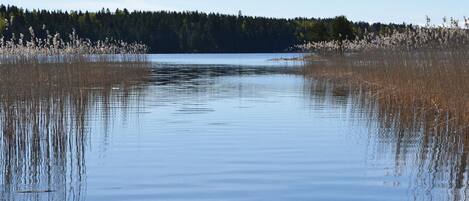 Un lago tranquilo con juncos y un bosque al fondo.