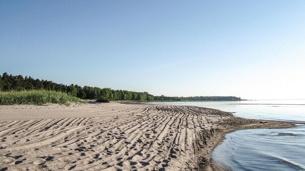Een zandstrand met sporen van banden die naar het water leiden, omringd door dicht bos.