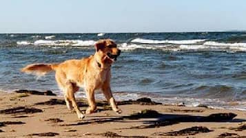 In Strandnähe, Angeln