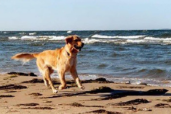 Platja a a prop i pesca