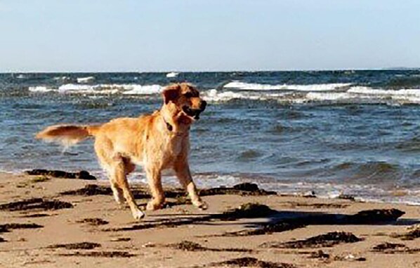 In Strandnähe, Angeln