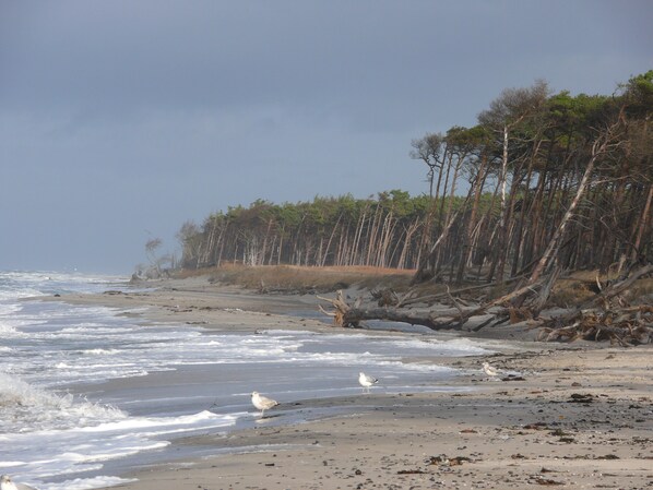 A beach with waves, seagulls, and a forested area.