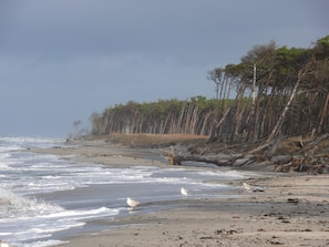 A beach with waves, seagulls, and a forested area.