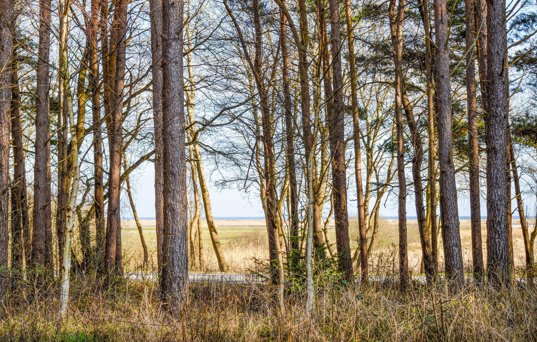 Une forêt dense, avec de grands arbres, et un paysage plat en arrière-plan.