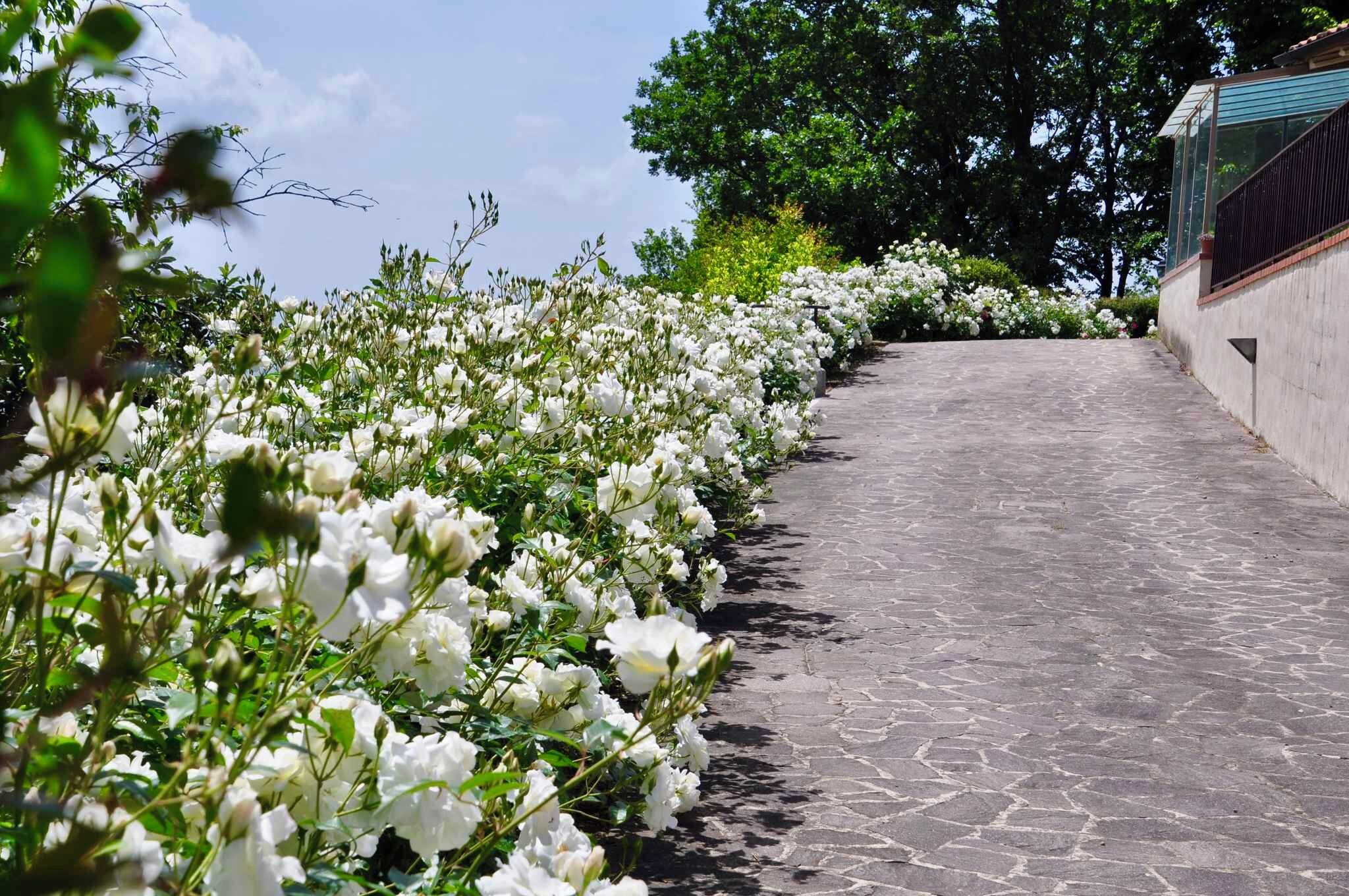 Een pad bezaaid met witte bloemen dat leidt naar een gebouw met een modern ontwerp.