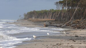 Una playa con olas, gaviotas y una zona boscosa.