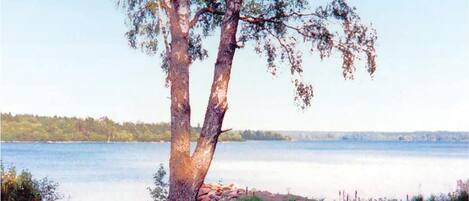 Un árbol junto a un lago, con vista despejada del agua y la orilla distante.
