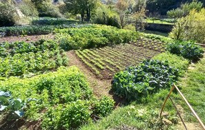 Um jardim com diferentes canteiros de vegetais e um muro de pedra ao fundo.